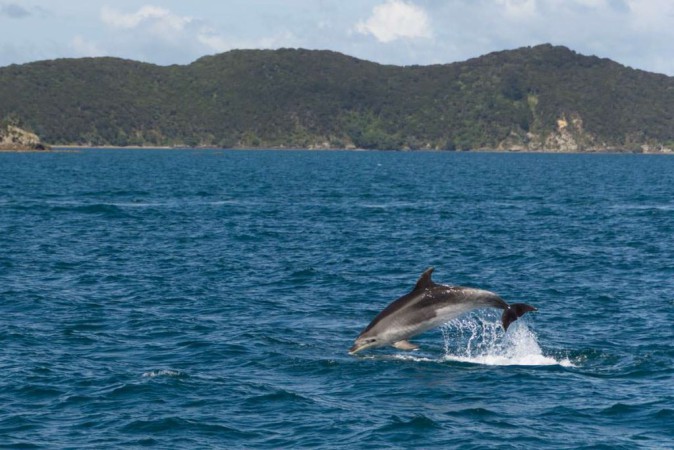 Delfin springt in der Bay of Islands von Neuseeland