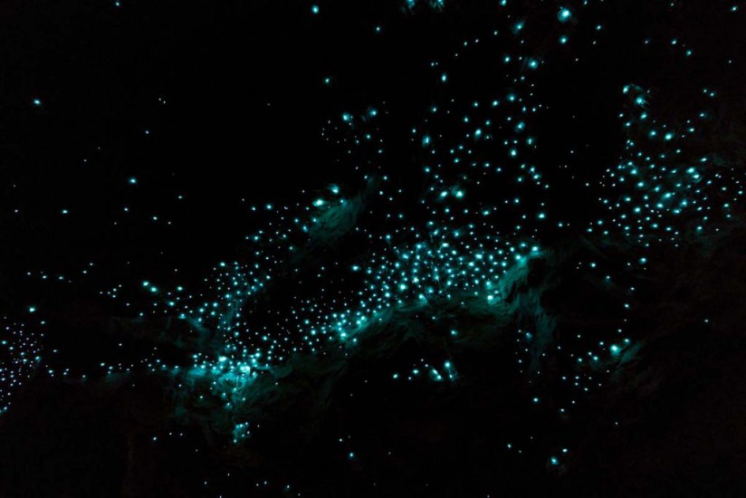 Die Glühwürmchen der Waipu Caves (NZ 11)