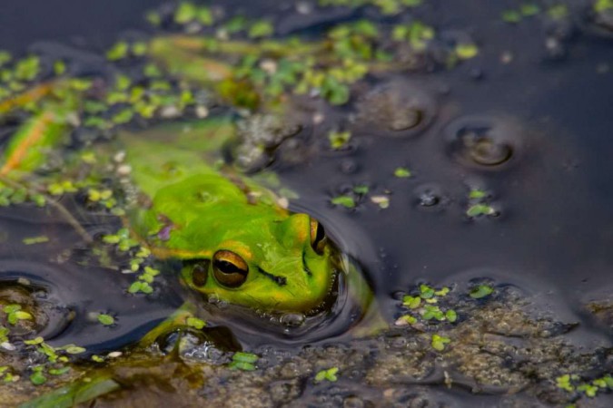 Frosch im Waimangu Volcanic Valley in Neuseeland
