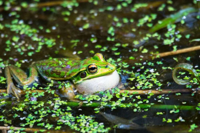 Frosch im Waimangu Volcanic Valley in Neuseeland