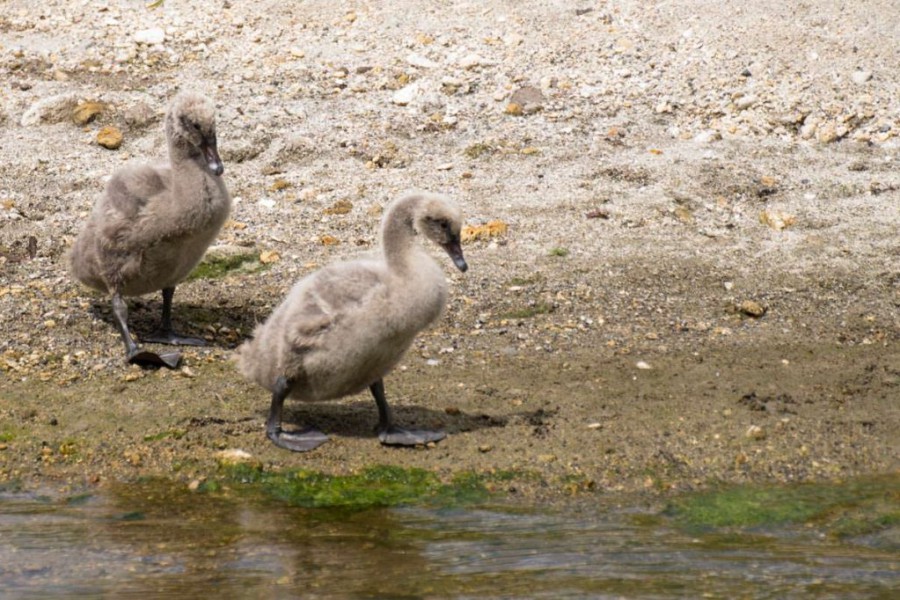 Junge Schwäne im Waimangu Volcanic Valley in Neuseeland