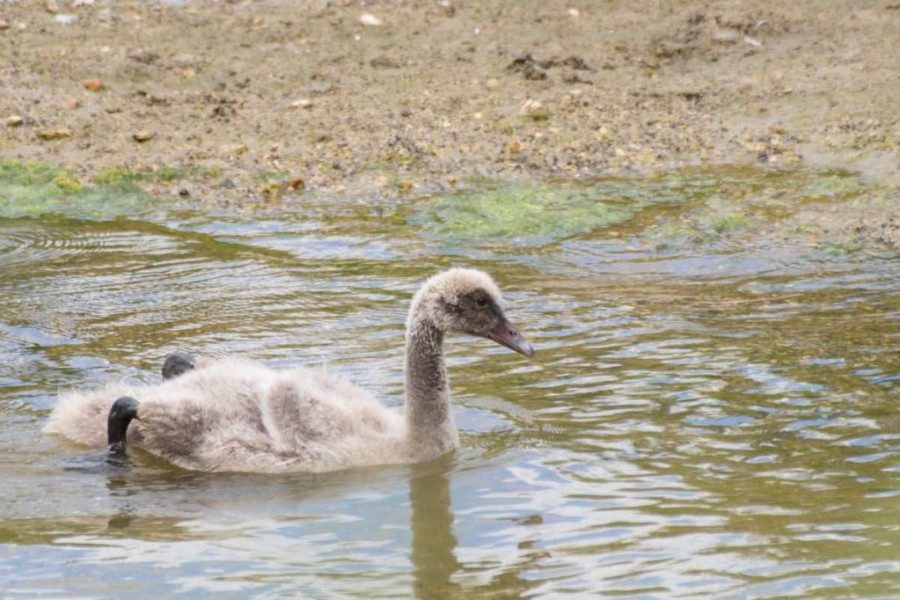 Jungschwan im Waimangu Volcanic Valley in Neuseeland