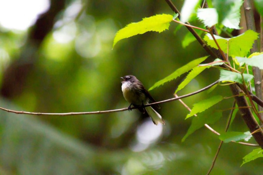 Fantail (Neuseelandfächerschwanz) bei den Hamurana Springs in Neuseeland