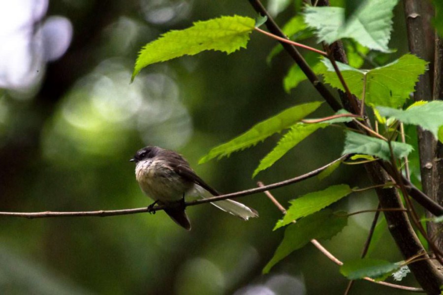 Fantail (Neuseelandfächerschwanz) bei den Hamurana Springs in Neuseeland