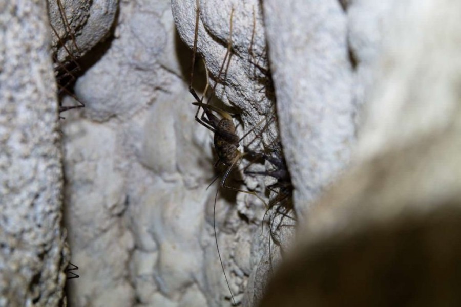 Höhleninsekt beim Ruakuri Walk in Neuseeland