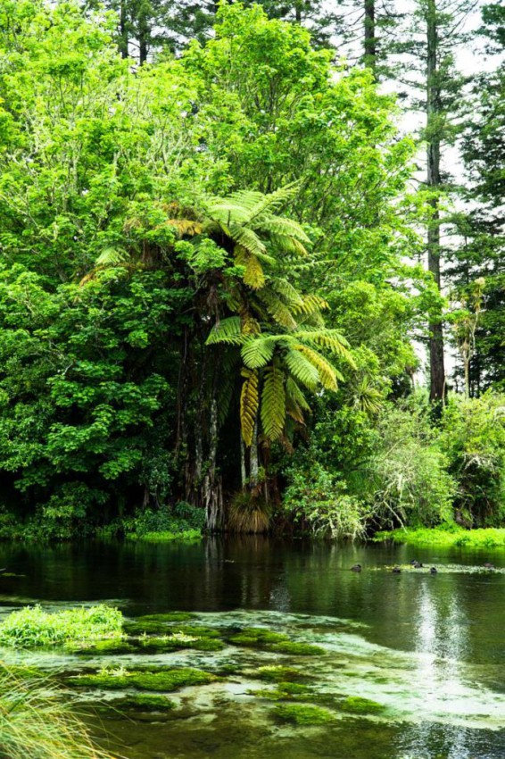 Urwald bei den Hamurana Springs in Neuseeland
