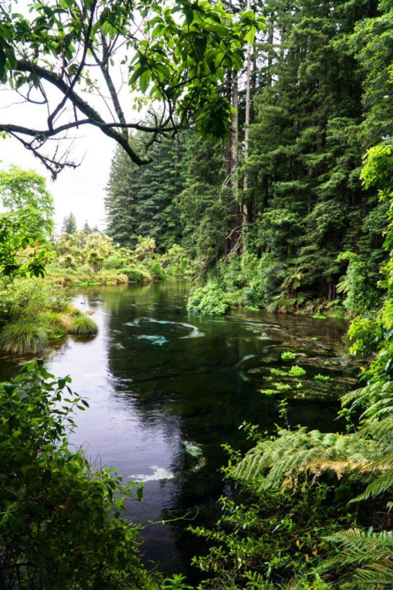Natur bei den Hamurana Springs in Neuseeland
