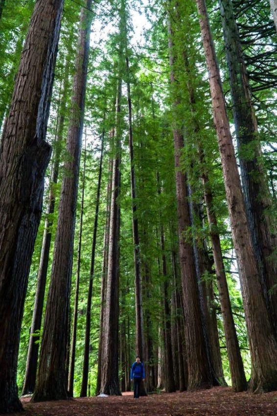 Redwood Wald bei den Hamurana Springs in Neuseeland