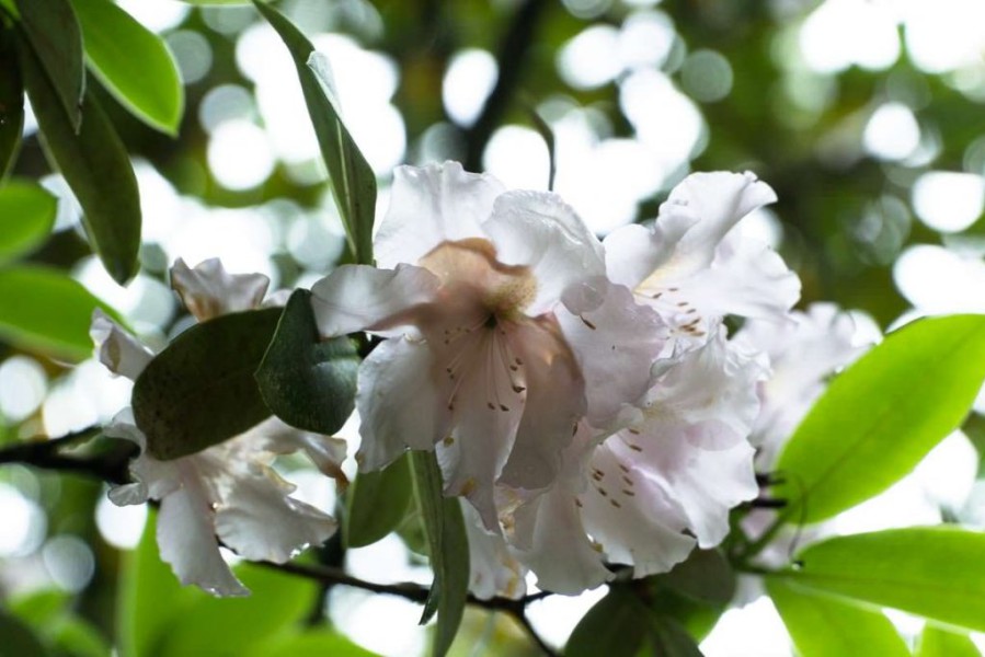Blume bei den Hamurana Springs in Neuseeland