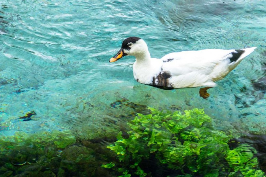 Kuhente bei den Hamurana Springs in Neuseeland