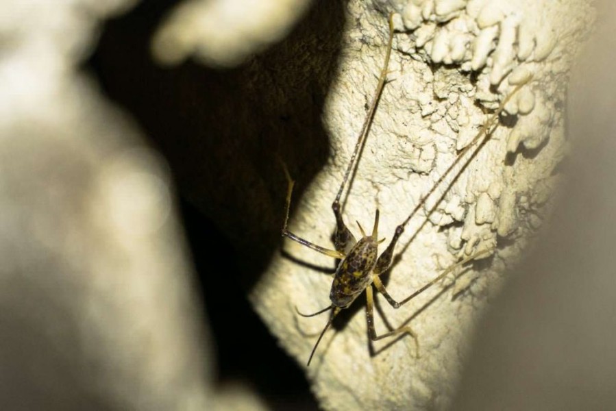 Höhleninsekt beim Ruakuri Walk in Neuseeland