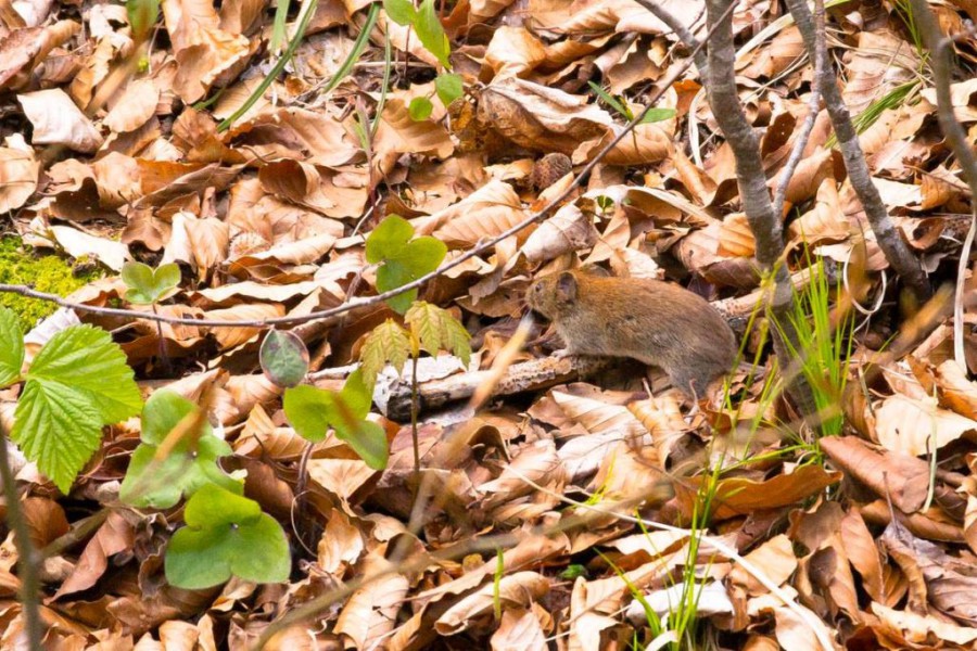 Maus am Ufer des Alpsee in Füssen