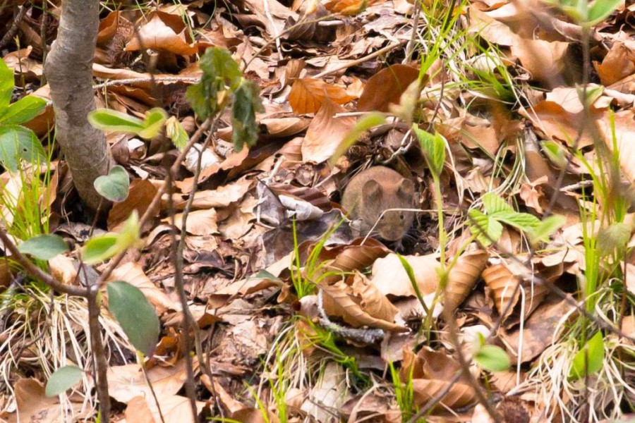 Maus am Ufer des Alpsee in Füssen