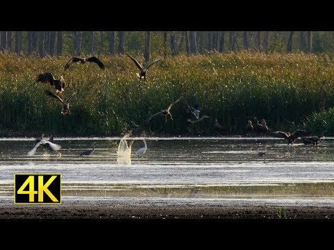 Seltenes Naturschauspiel: Ã�ber 200 Seeadler in der Flusslandschaft Peenetal (4K)