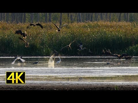 Seltenes Naturschauspiel: Über 200 Seeadler in der Flusslandschaft Peenetal (4K)