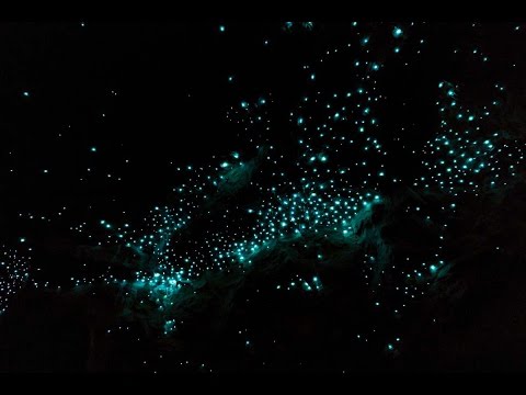 Glowworms of Waipu Caves (New Zealand)