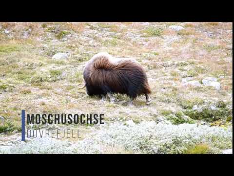 Moschusochse im Dovrefjell