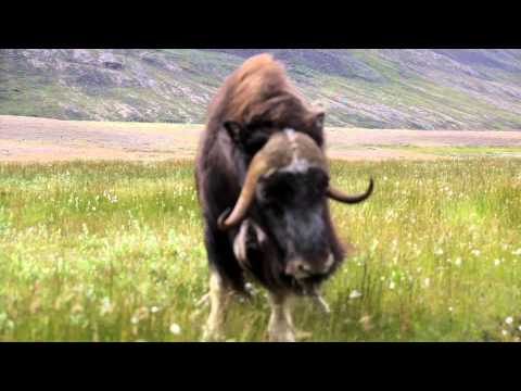 Musk oxen mock attack Greenland August 2015