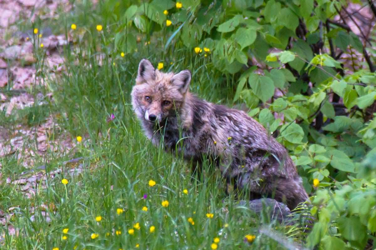 Fuchs im Val Grande