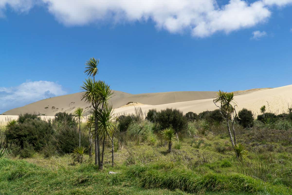 Te Paki Great Sand Dunes (Sanddünen) in Neuseeland