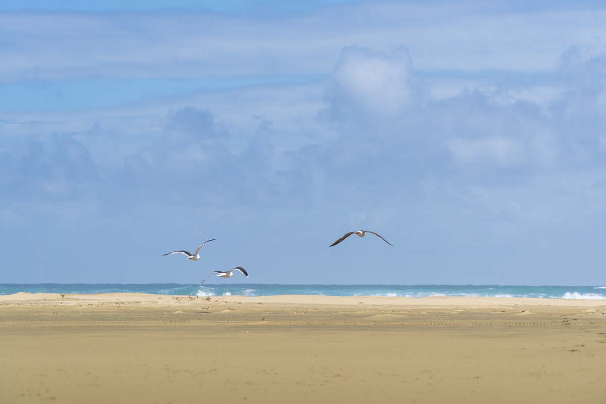 Möwen am 90-Mile-Beach in Neuseeland