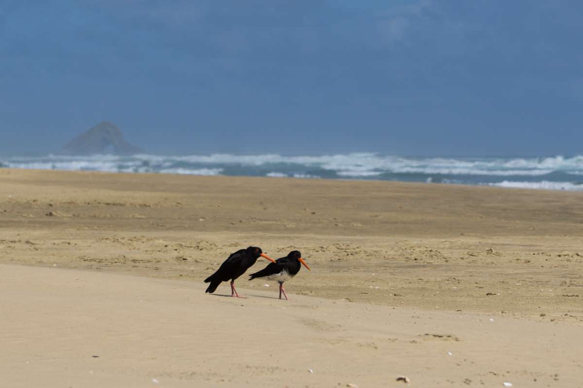 90-Mile-Beach in Neuseeland