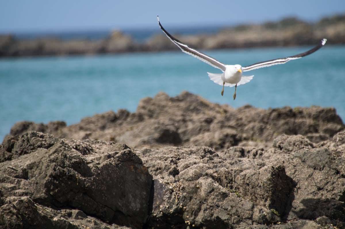 Fliegende Möwe am Strand der Elliot Bay (Bay of Islands) in Neuseeland