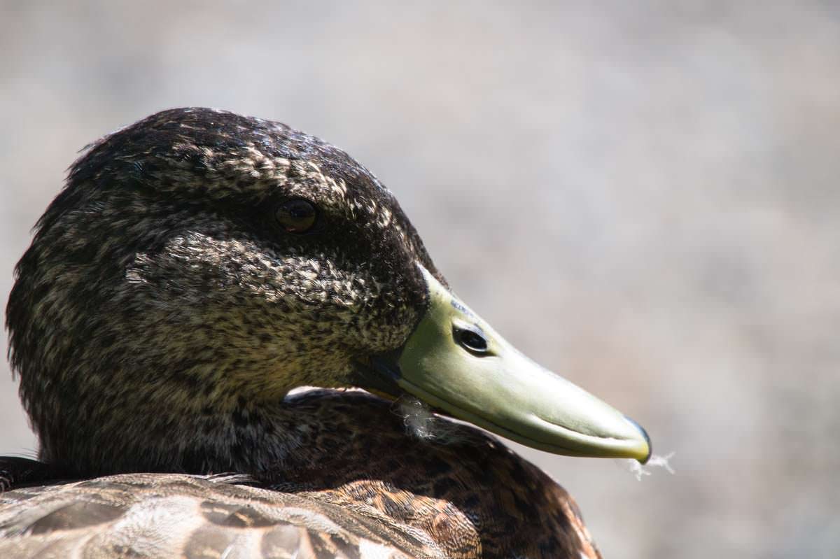 Ente in Tutukaka (Neuseeland)