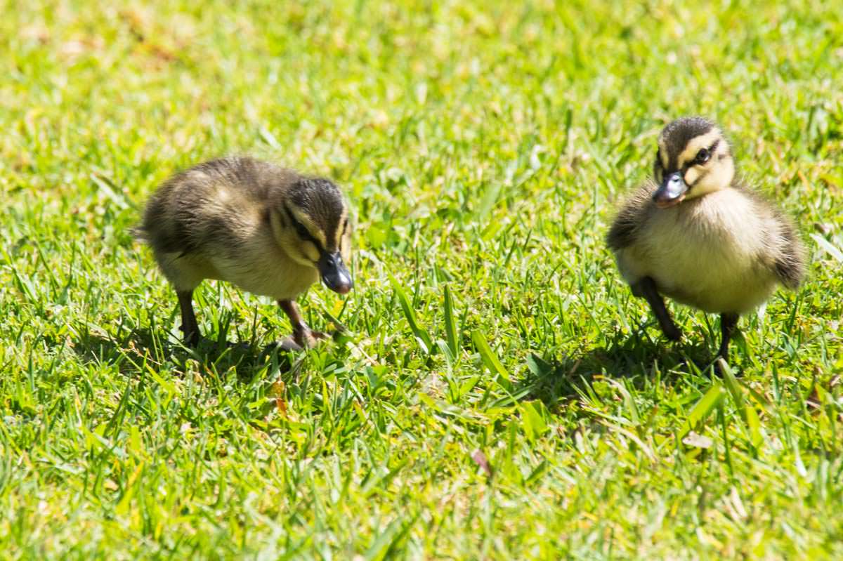 Zwei junge Entenbabies in Tutukaka (Neuseeland)