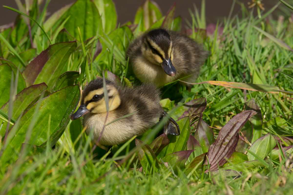 Zwei junge Entenbabies in Tutukaka (Neuseeland)