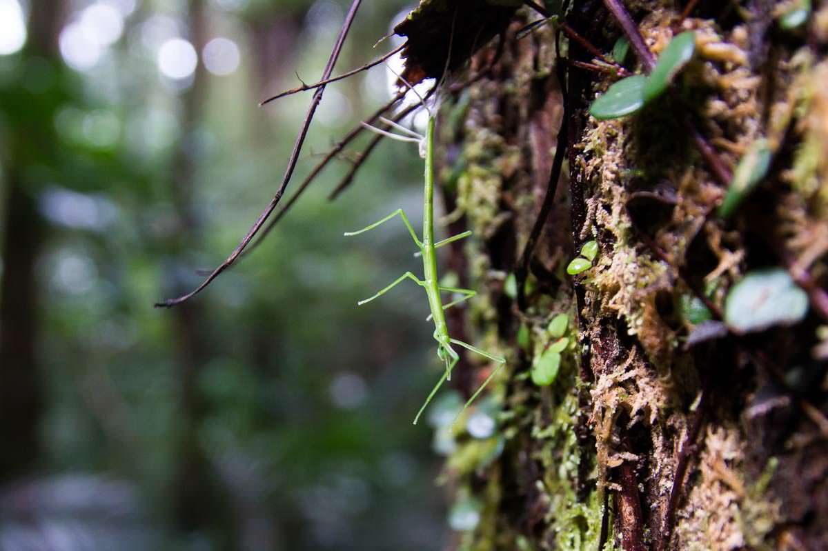 Stabheuschrecke (Sticky Insect) im Whangarei Falls Scenic Reserve in Neuseeland