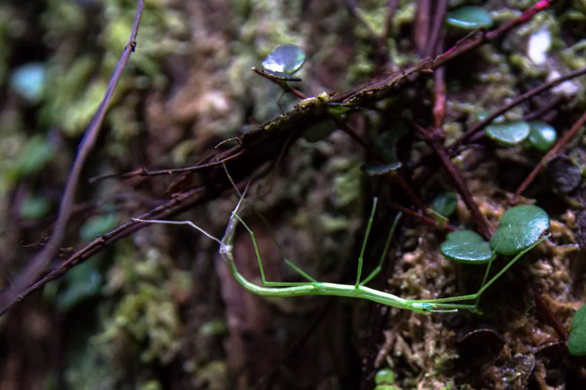 Stabheuschrecke (Sticky Insect) im Whangarei Falls Scenic Reserve in Neuseeland