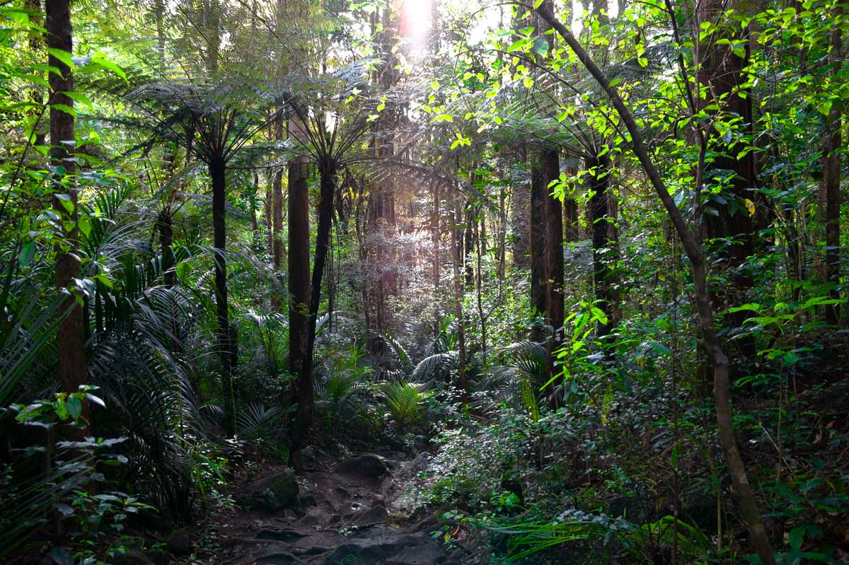 Whangarei Falls Scenic Reserve (Kauri Forest) in Neuseeland