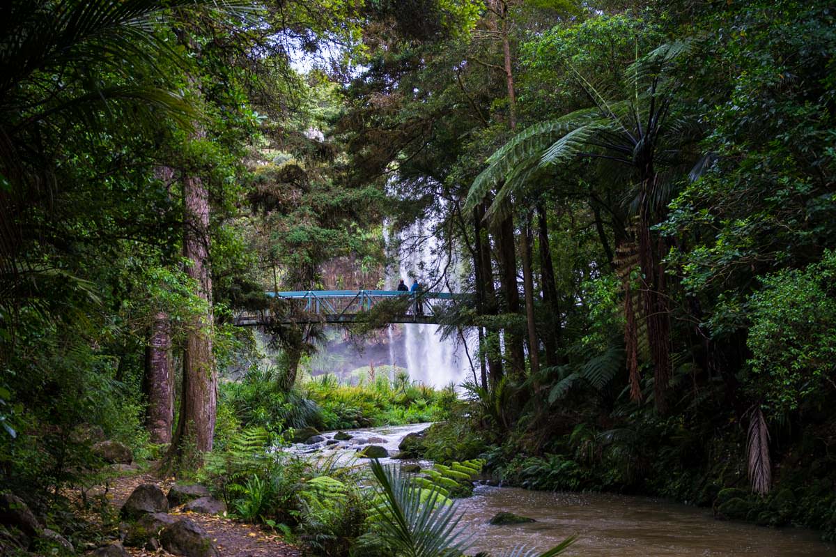 Whangarei Falls im Whangarei Falls Scenic Reserve in Neuseeland