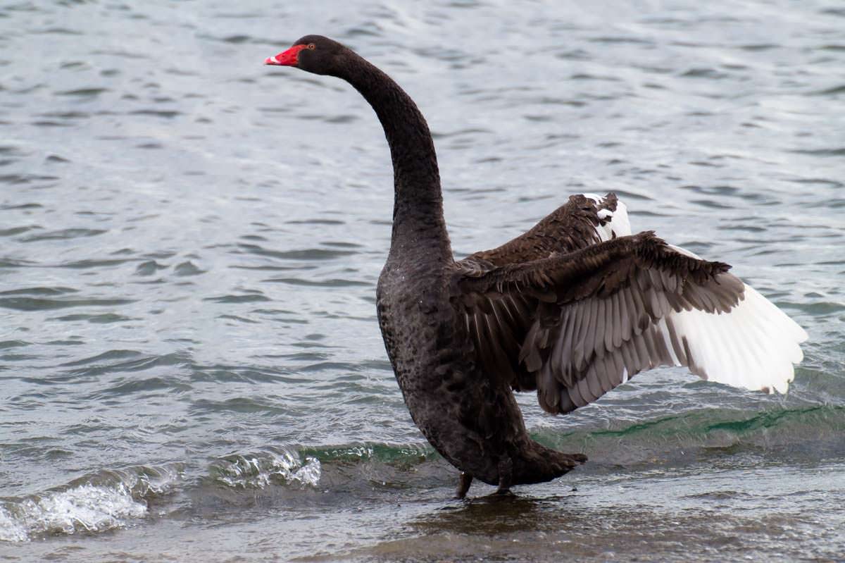 Schwarzer Schwan (Black Swan) im Lake Taupo von Neuseeland