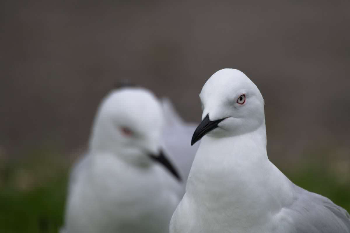 Möwen im Lake Taupo von Neuseeland