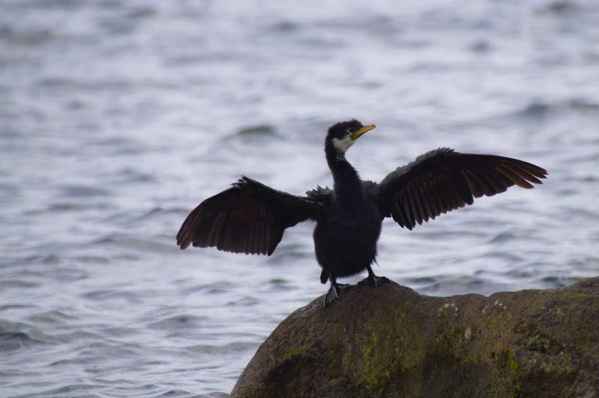 Kormoran am Lake Taupo von Neuseeland