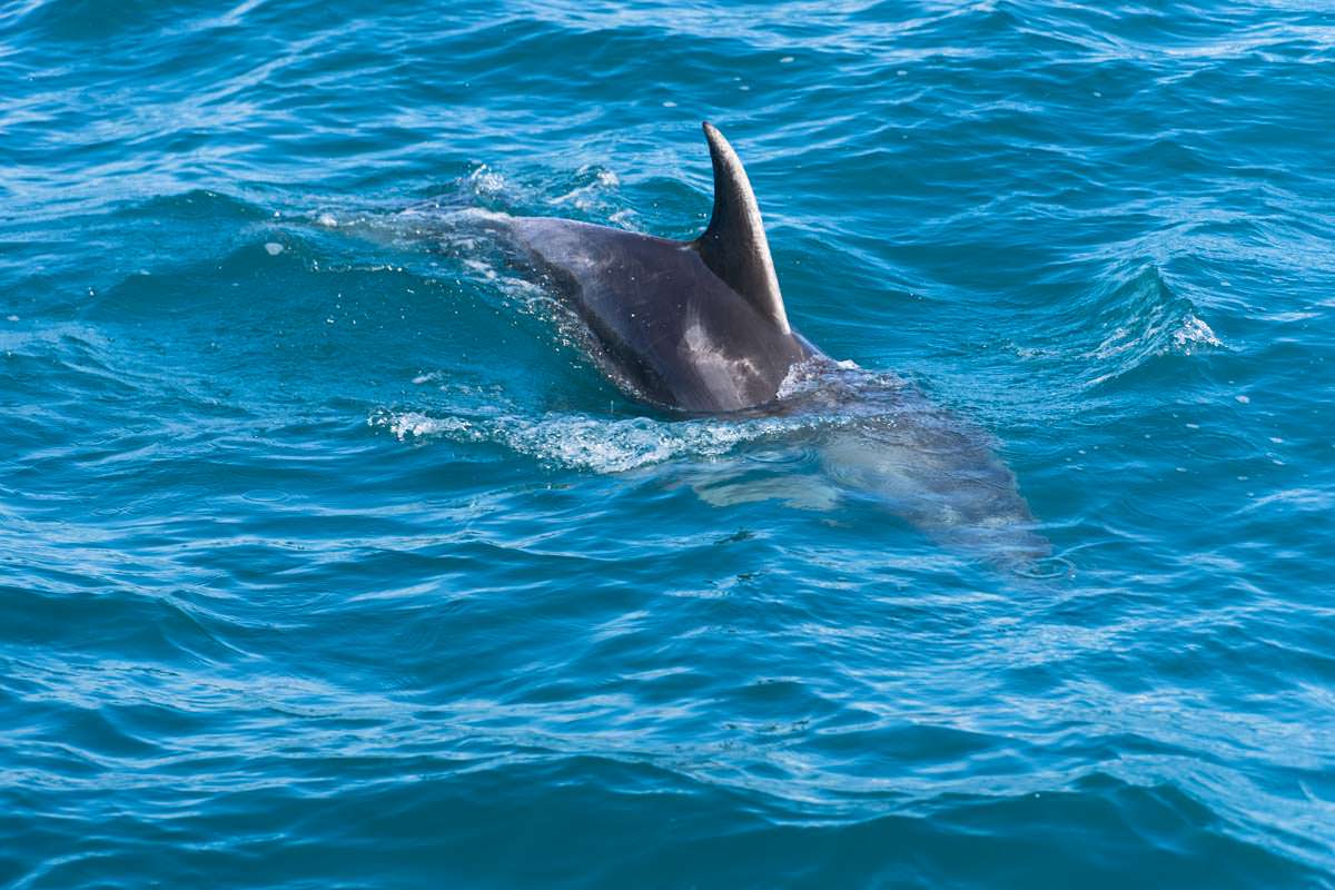 Delfin in der Bay of Islands von Neuseeland