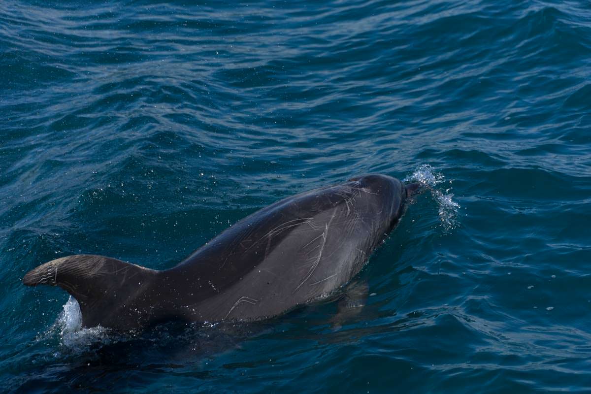Narben auf einem Delfin in der Bay of Islands in Neuseeland