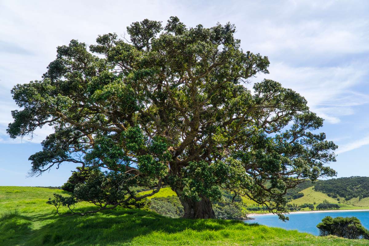 Wunderschöne Natur auf der Urupukapuka Insel in der Bay of Islands von Neuseeland