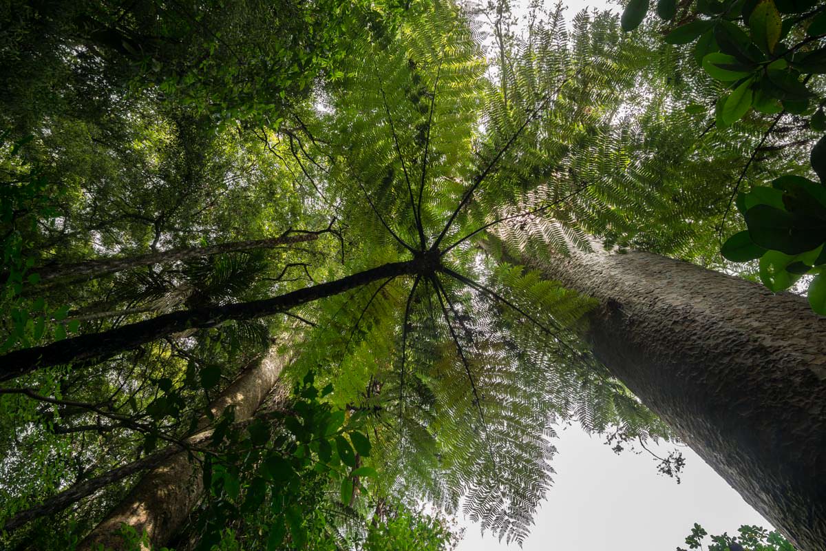 Kauri Wald in Whangarei (Neuseeland)