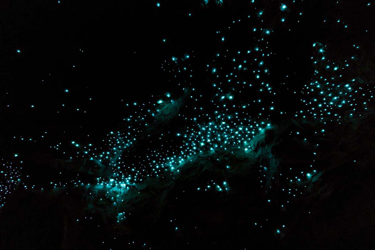 Glühwürmchen (Glowworms) in der Waipu Cave in Neuseeland