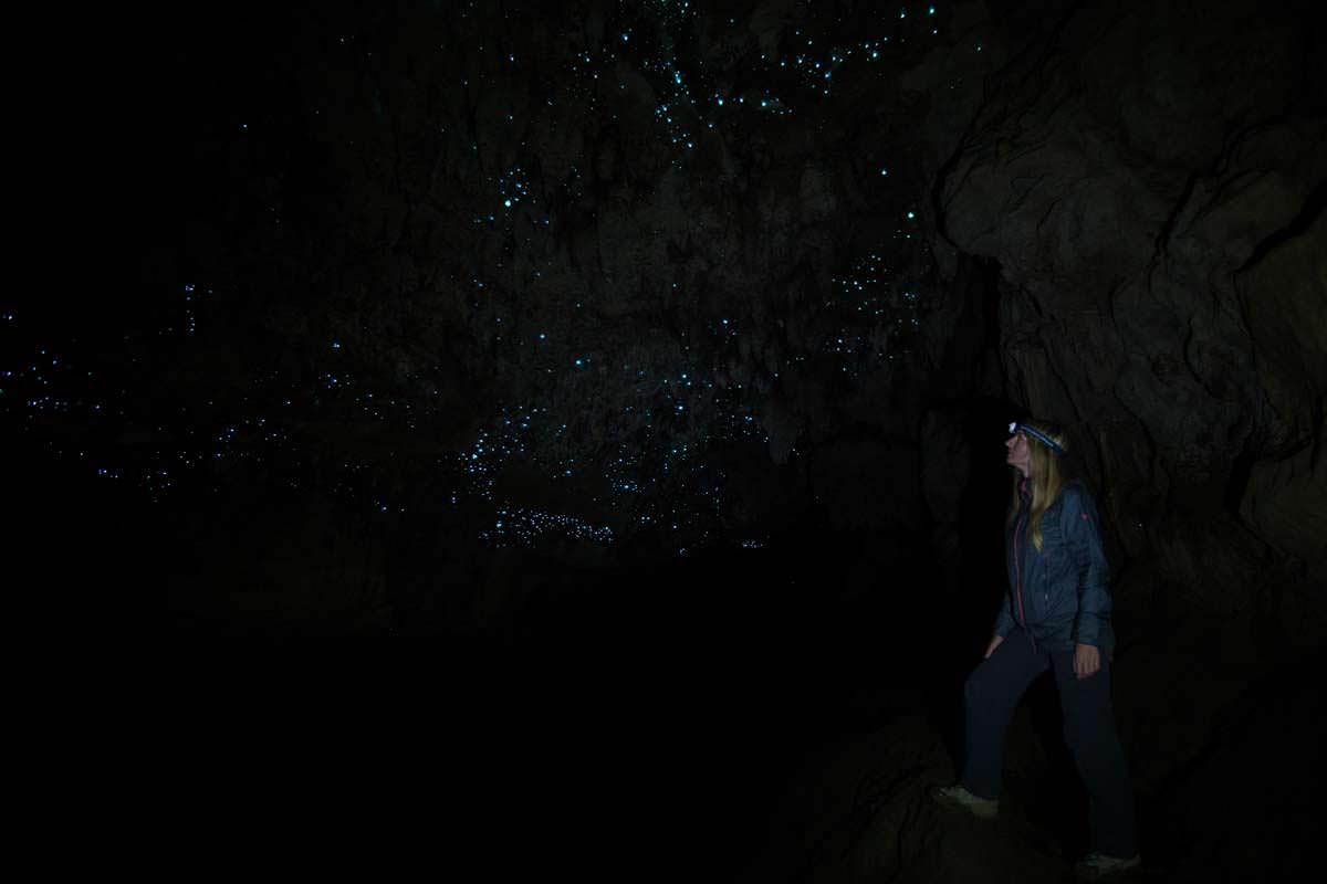 Glühwürmchen(Glowworm) in der Waipu Cave in Neuseeland