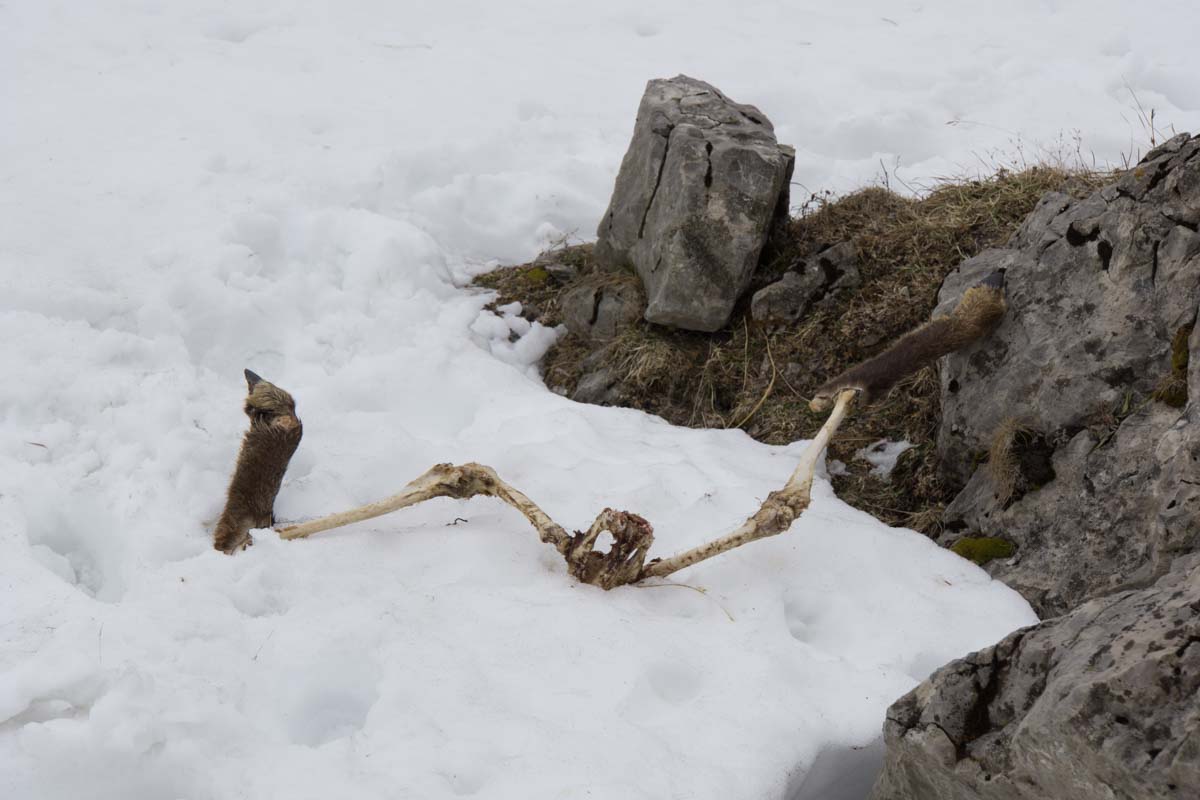 Skelett einer Gämse im Allgäu