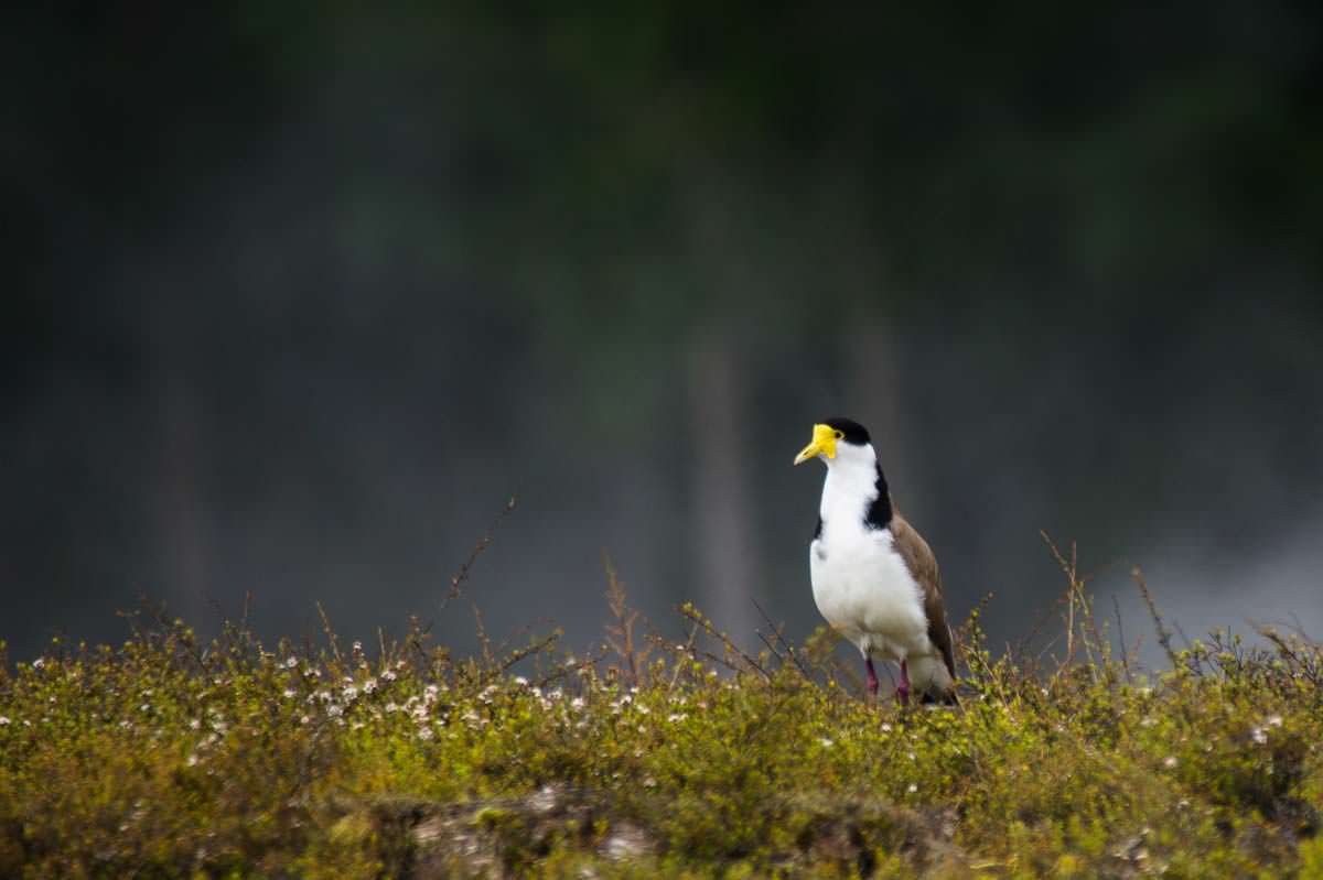 Vogel im Craters of the Moon in Neuseeland