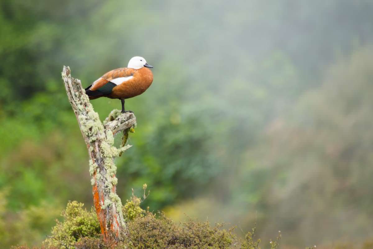 Ente im Craters of the Moon in Neuseeland