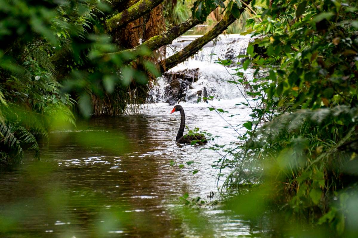 Schwarzer Schwan bei den Hamurana Springs in Neuseeland