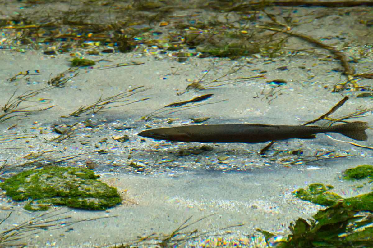 Forelle bei den Hamurana Springs in Neuseeland