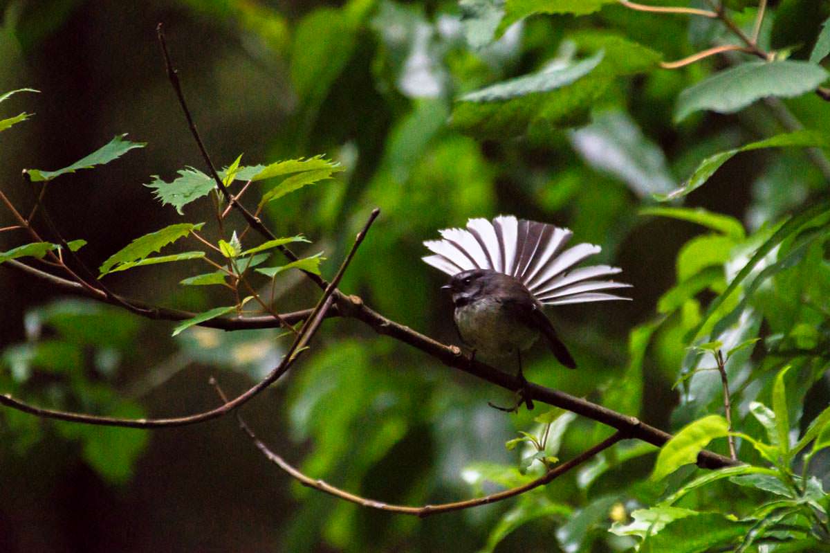 Fantail (Neuseelandfächerschwanz) bei den Hamurana Springs in Neuseeland