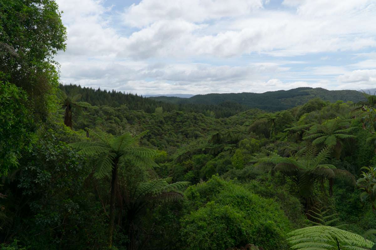 Landschaft vom Waimangu Volcanic Valley in Neuseeland